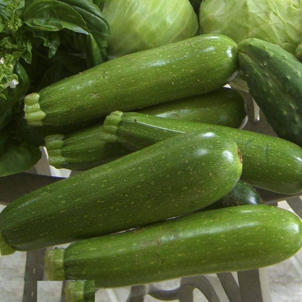 Summer (Zucchino Pettine) for planting in garden